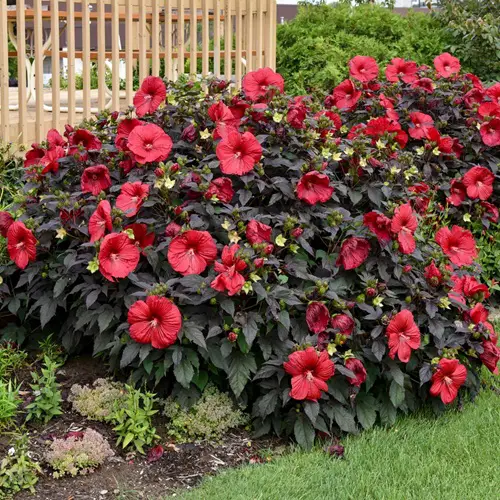 Burgundy Flowers in garden