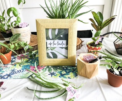 Things to Do With Holiday Plants Host a plant swap meet