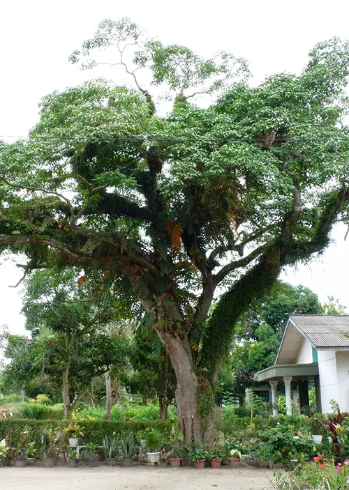 beautiful Trees With An S in the start