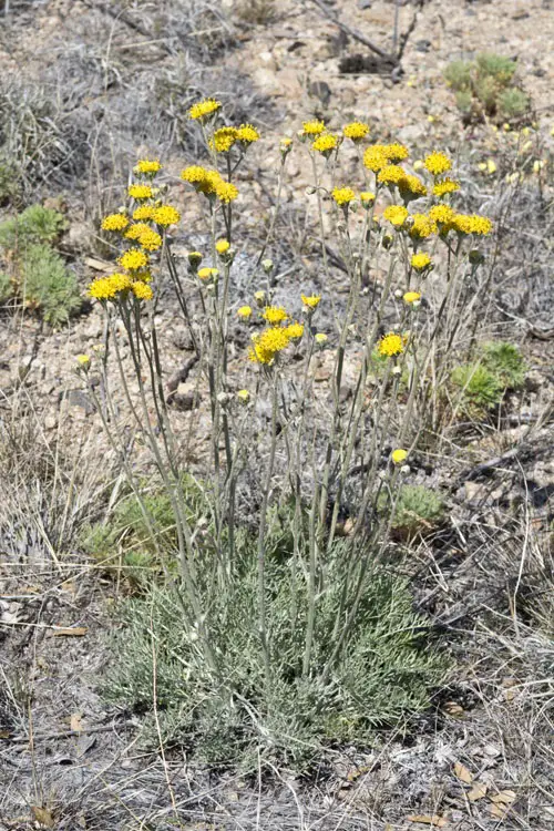 Yellow Wildflowers 19