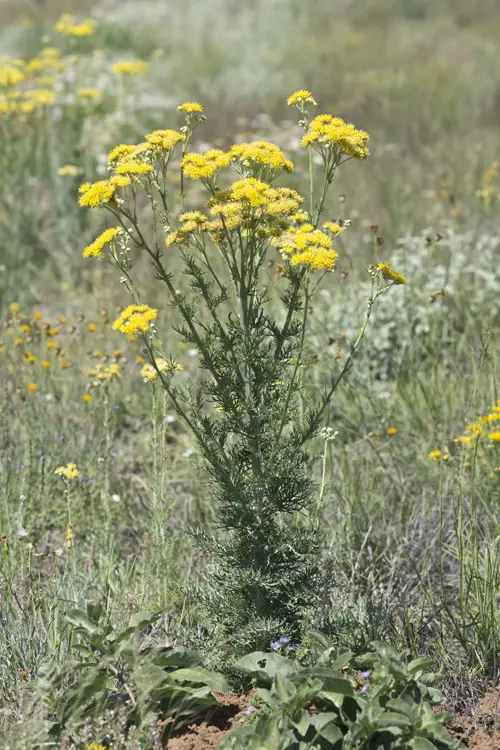 lovely Different Yellow Wildflower Types
