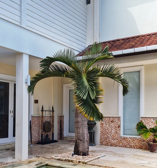 Small Palm Tree near house 
