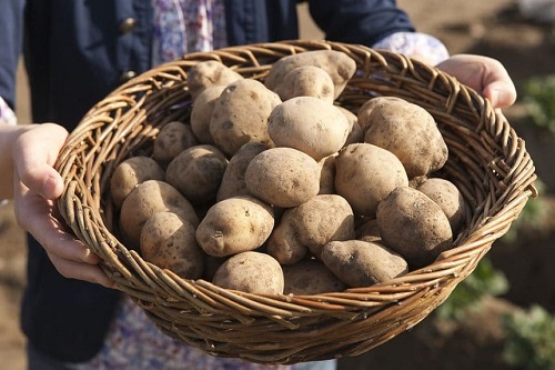 best Vegetables with the Letter V