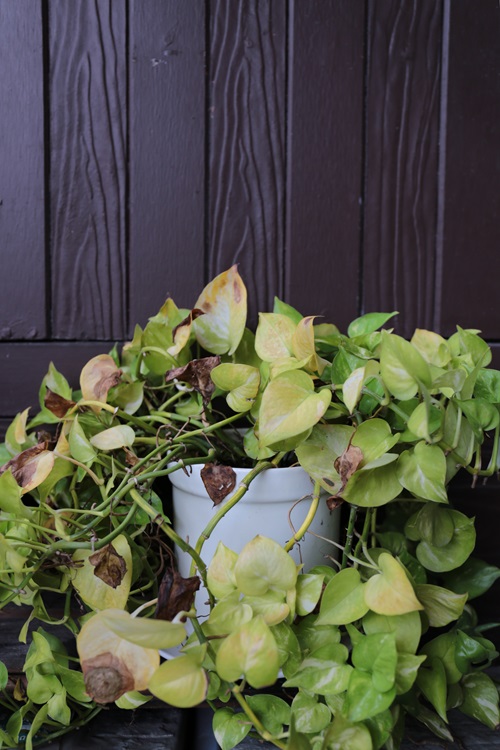 Common Pothos Growing Mistakes Everyone Must Avoid