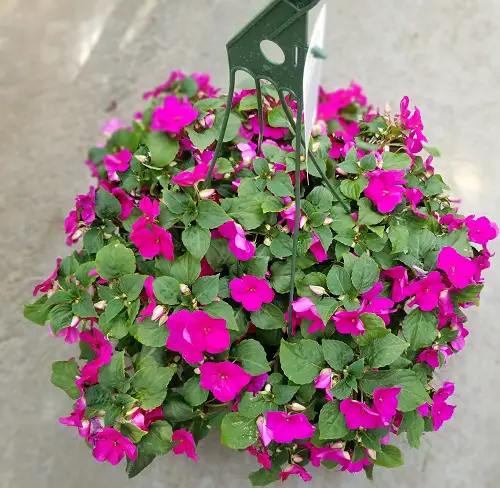 Fast Growing Flowers in wall planters 