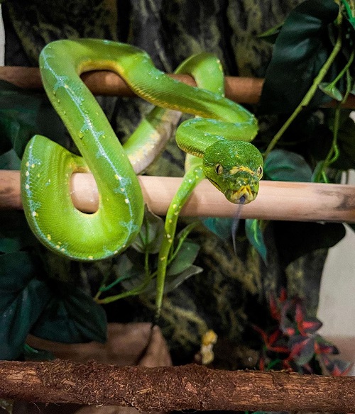 Interpreting Snake Colors