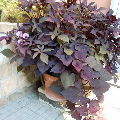 Stunning Purple Trailing Plants to Grow Indoors