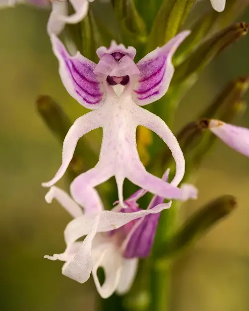Orchids That Look Like Monkeys 3