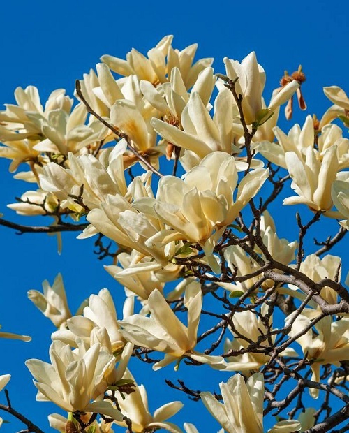stuuning Ivory Flowers 6