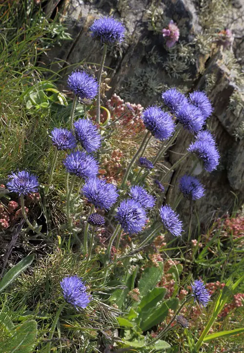  bloom purple-blue Sheep’s Bit flowers 15