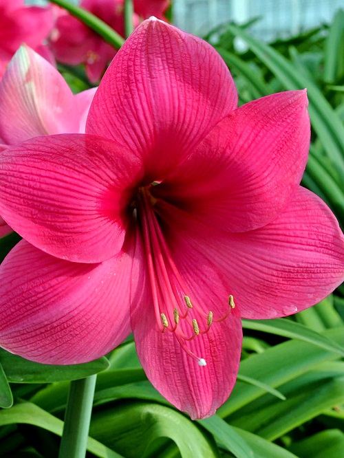 Amaryllis Colors and Varieties