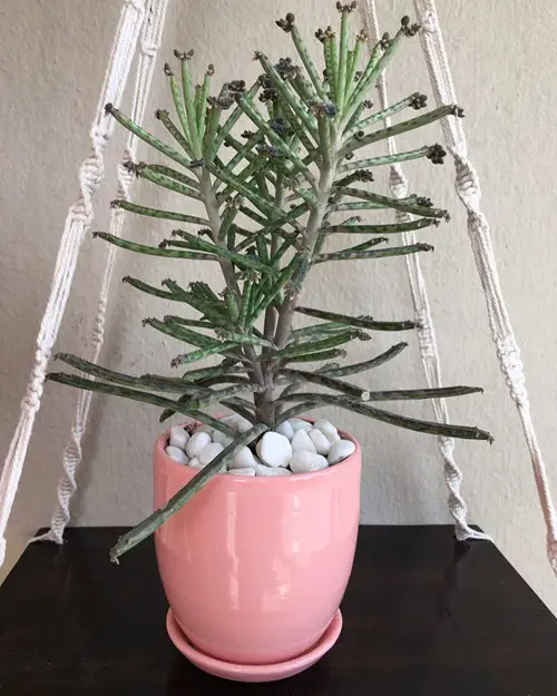 best Plants That Never Die Even If You Try to Kill Them
