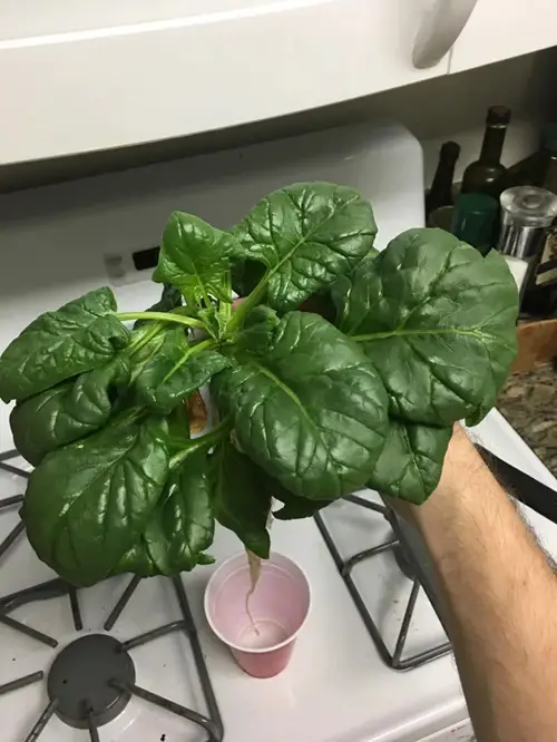Vegetables that Grow from Leaves 4
