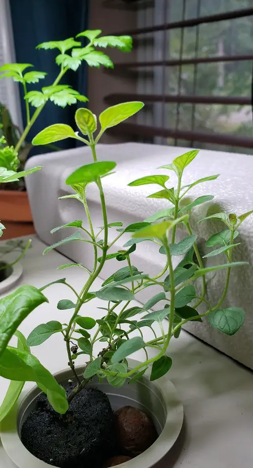 best Herbs Perfect for Kratky Method