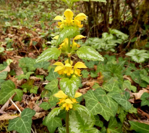 Four-petaled yellow flowers