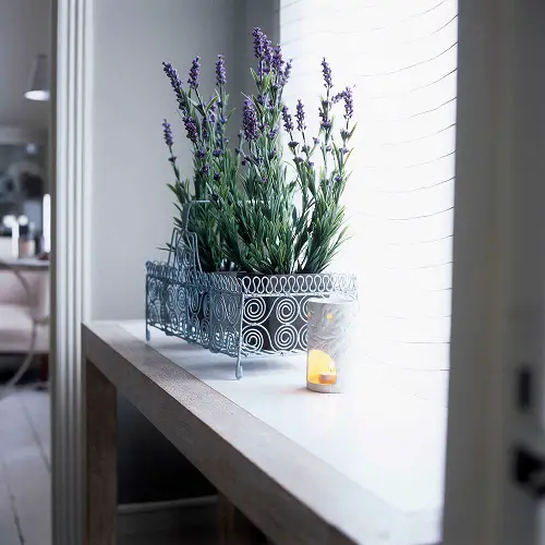 Best Indoor Mosquito Repellent Plants