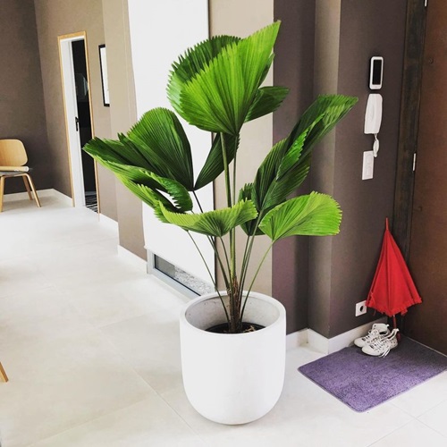Small Palm Tree 