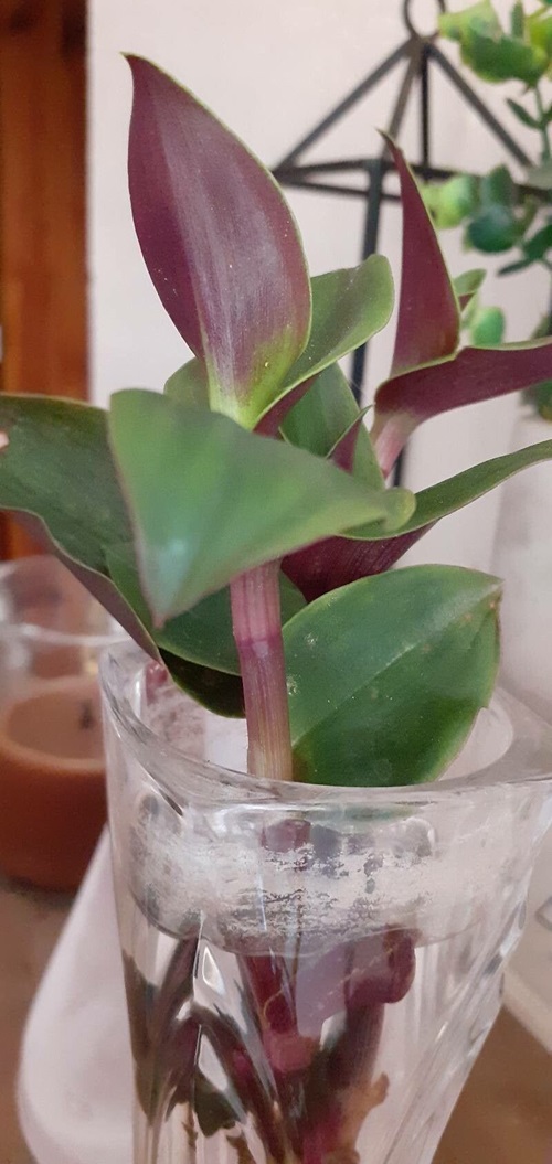 best Most Beautiful Tradescantias to Grow in Water