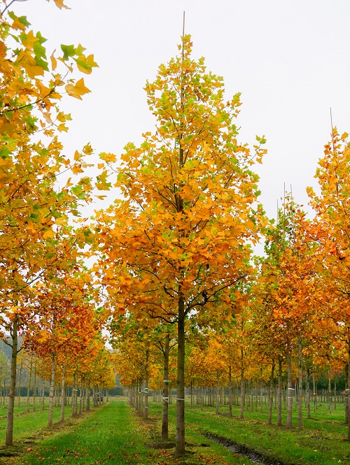 Wonderful Trees with the Alphabet T