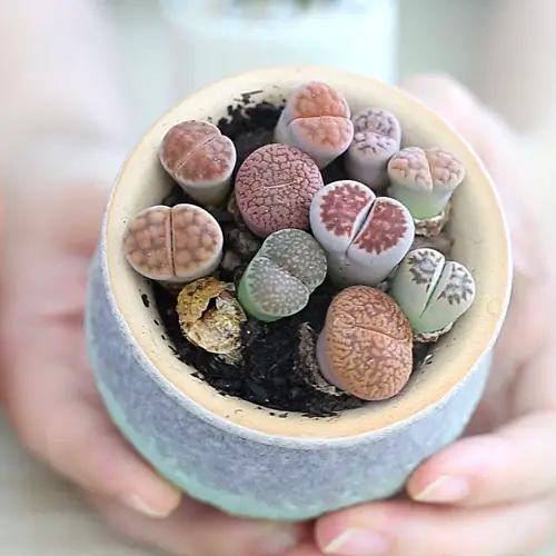 Quirky Succulents that Look Like Lips