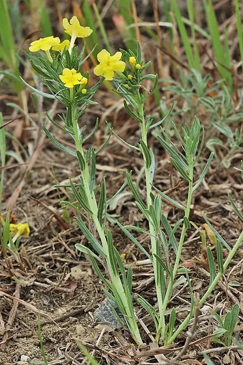 varieties of yellow wildflowers in garden