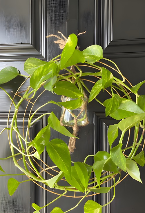 DIY Pothos Wreath 2