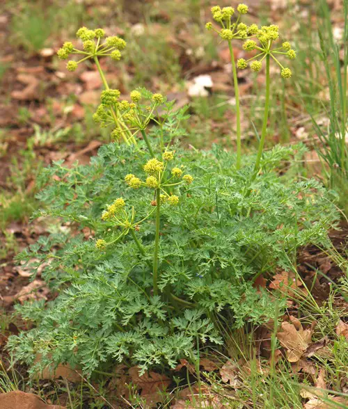 beautiful Different Yellow Wildflower Types