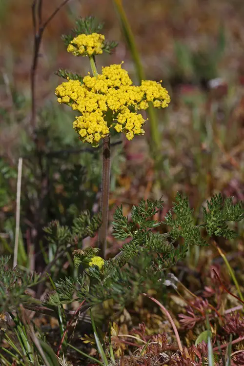 Types of Yellow Wildflowers