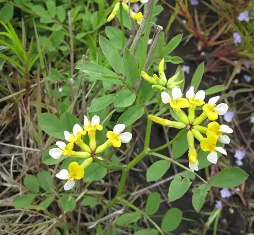 Different Yellow Wildflower Types 