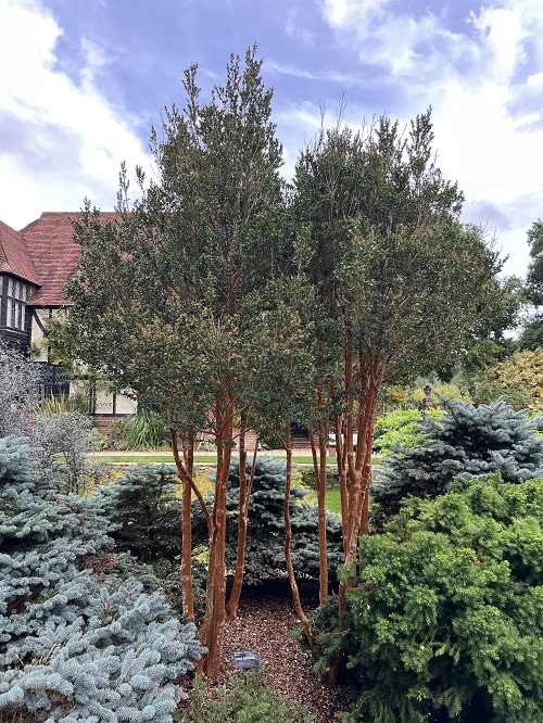 Trees that Start With T