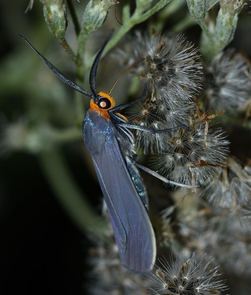Beautiful Blue Moths