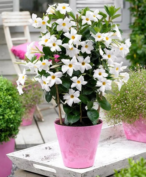 Vines with White Trumpet Flowers in pot
