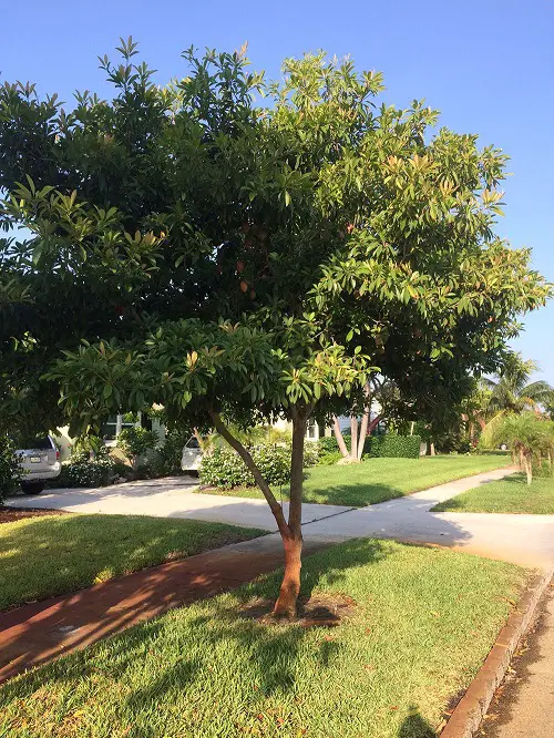 best Trees With A S at the Beginning