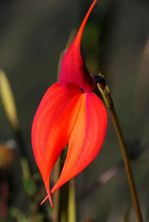 best Rare Bird-Looking Orchids