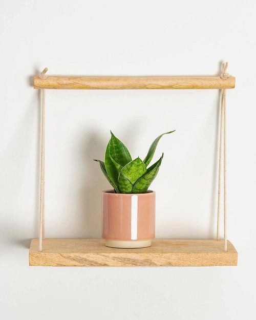Mini Hanging Snake Plant