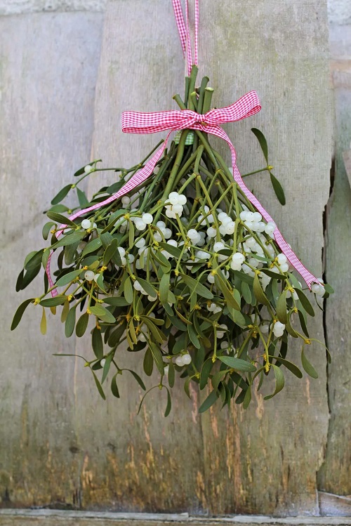 Things to Do With Holiday Plants hanging
