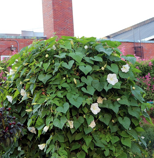 Vines with White Trumpet Flowers 1