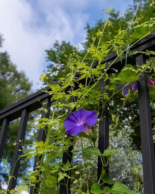 Morning Glory Trellis Ideas Metal Trellis