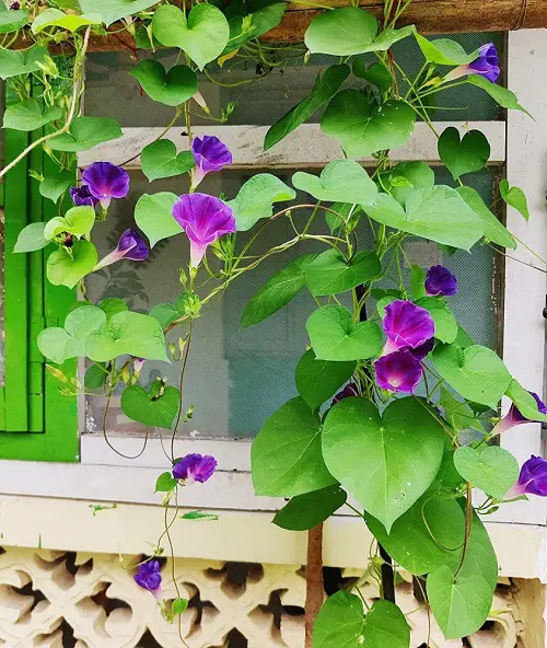 Wood Branch Trellis in garden