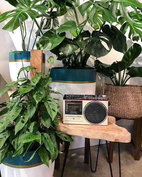 Plant Spa Day Routine 5