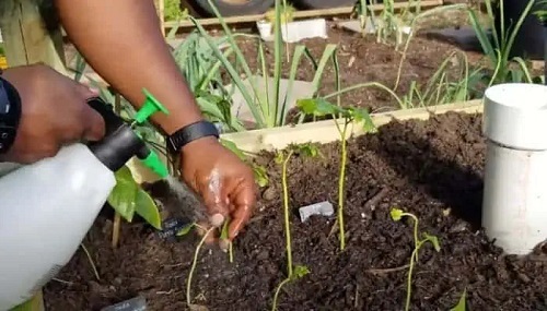 Spraying Neem Oil in Soil