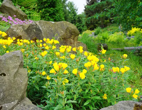 Best Mullein Look Alikes in rock garden