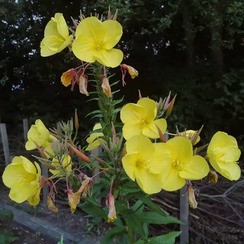 Yellow Flowers With Four Petals 1