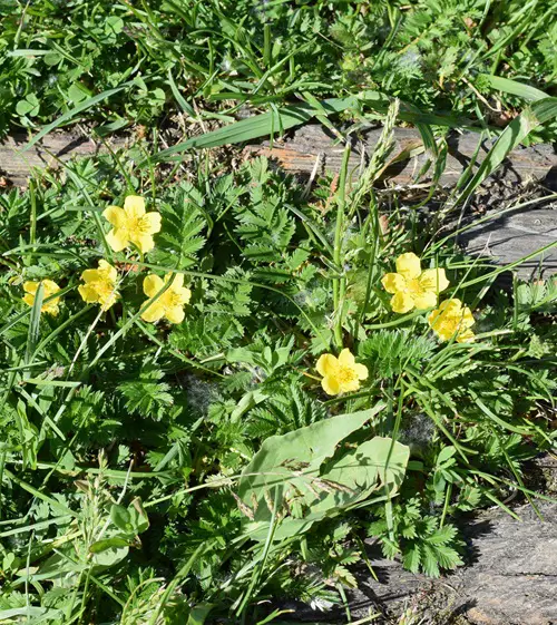 best Yellow Flowers With Four Petals