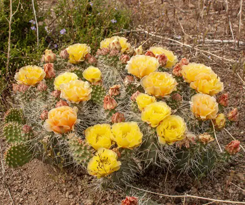 best Yellow Wildflower Types