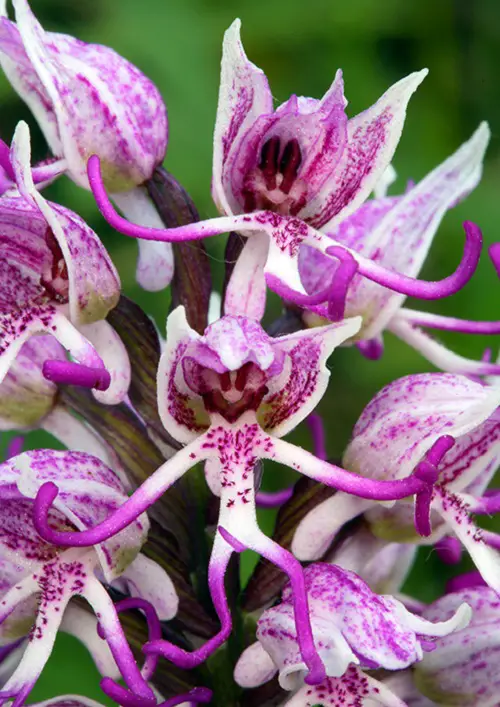 Orchids That Look Like Monkeys 45