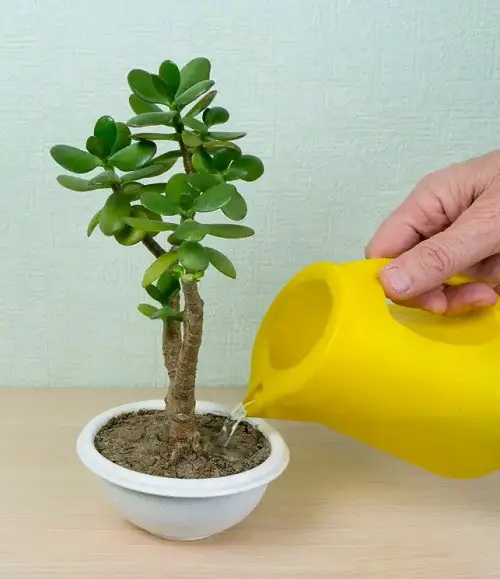 Underwatering Jade Plant Leaves Falling Off 