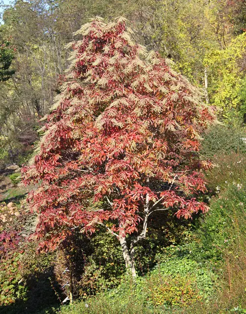 top Trees With An S in the Beginning