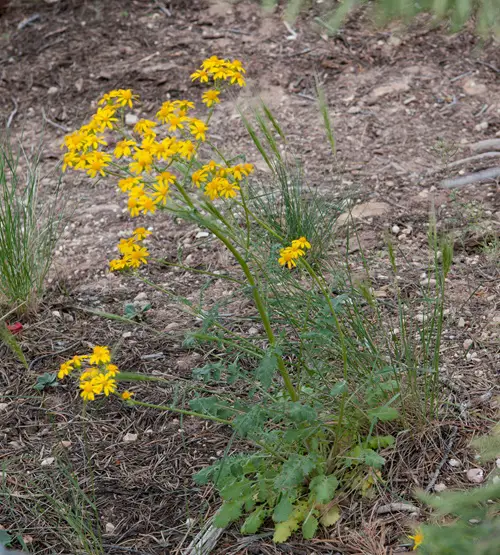 Yellow Wildflowers 49