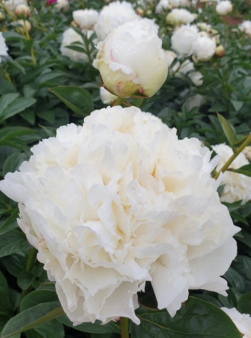 best Beautiful Ivory Flowers